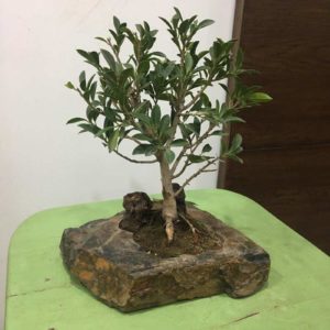 bonsai1